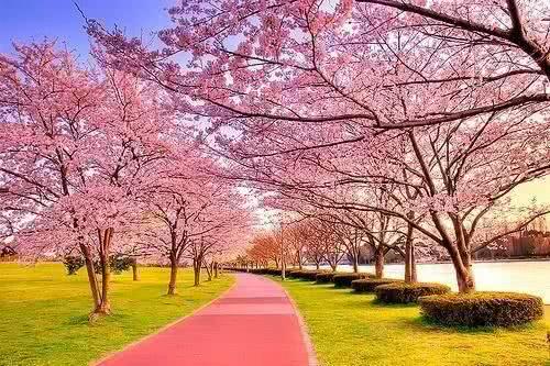 这个曾经轰动一时的青岛樱花小镇,如今冷冷清清空无一人