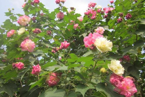 成都素有天府之国的美誉,那你知道它为何又叫