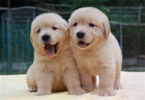 【养狗心得分享】金毛幼犬拉稀带血活泼怎么一