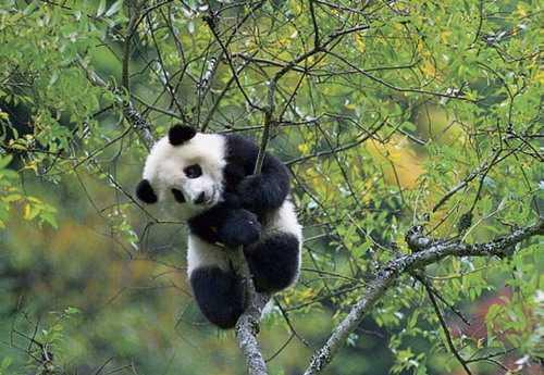 壁纸 大熊猫 动物 灵长目 500_345