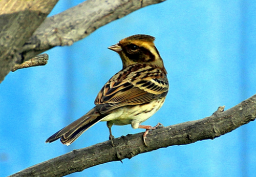 你唱歌唱得好不好,听了百灵鸟的声音你就会