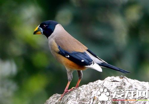 蜡嘴雀训练 怎样训练和饲养生鸟比较好呢