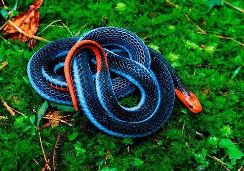 史上最毒冰火蛇，绝技“急冻咬”猎物有意识却无法动弹!