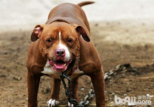 很多地方明令禁止的10种恶犬,每一种都伤人无数,看见劝你立马跑