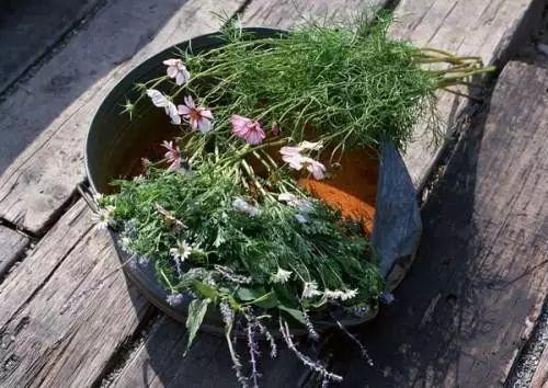 贵州这个地方“换花草”能随便生男生女 换花草到底是什么东西？
