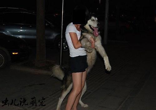 单身女人喜欢养大狗!男人们,你们仔细想过原因何在吗?!