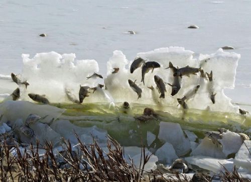 科普:鲤鱼为什么喜欢跃出水面?有时能跃出水面
