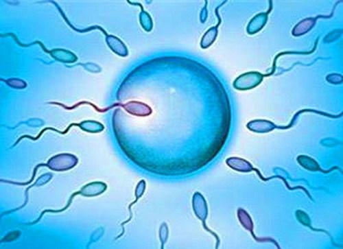 吃什么有助于受精卵着床,揭秘受精卵成功着床