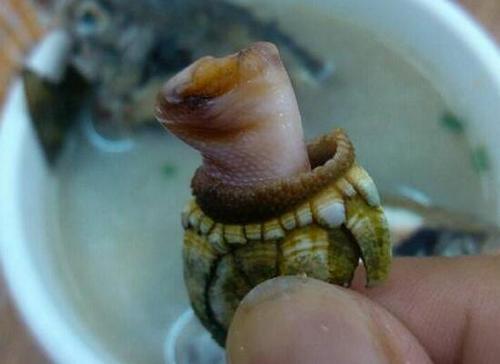 狗爪螺:从泛滥被人们吃到快灭绝的极品美味