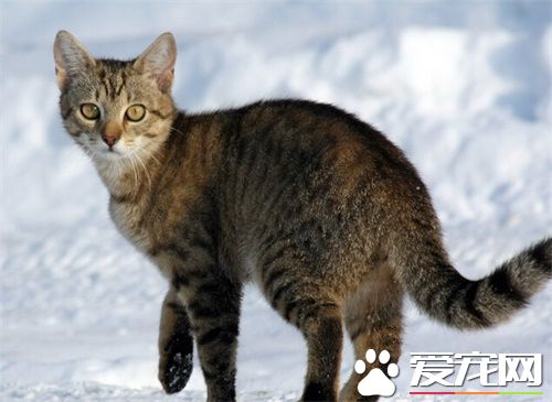 怎么让猫不发情 药物控制或者做节育手术