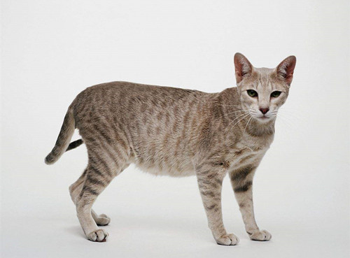 埃及猫暴瘦什么病,埃及猫暴瘦可能是猫瘟吗