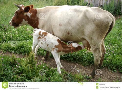 养牛需要投资多少钱, 新手养牛需要准备什么