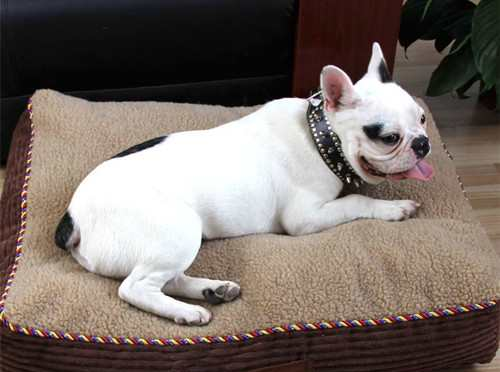 宠物感冒咳嗽用什么药,宠物狗咳嗽吃什么药