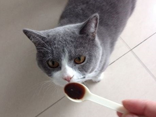 田园公猫会发腮吗,田园公猫多大发腮,公猫多大