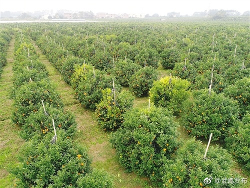 武鸣沃柑产业发展迅猛