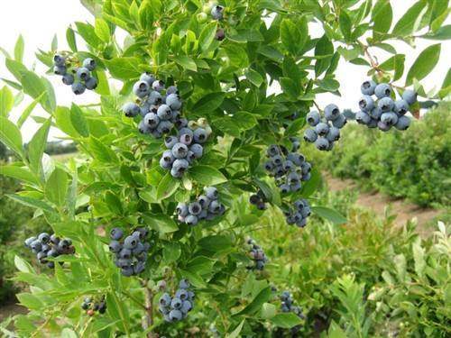 蓝莓适合种植在怎么样的地方?有哪些要求吗?