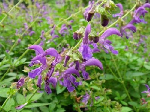 中医的方法治疗荨麻疹好,仅需一招,几周就见效