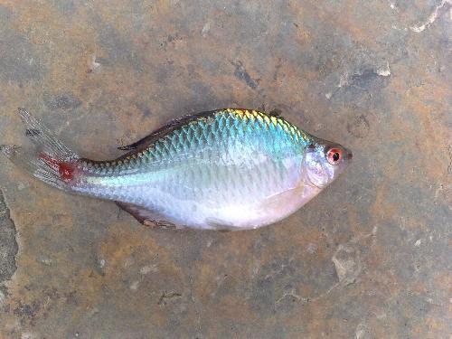 渔乐生活家: 钓鳑鲏鱼的方法