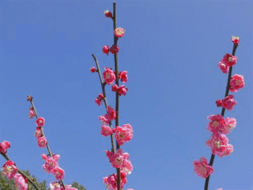 二月中三月底 | 三月南充诗成雪,与梅并作十分春 | 梅花 spring 虽说