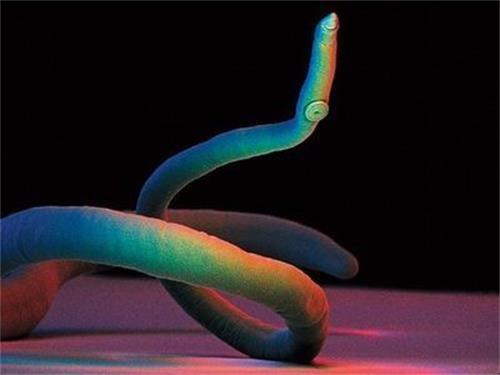 【养狗心得分享】金毛幼犬拉稀带血活泼怎么一