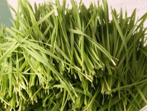 猫喉咙咳嗽干呕恶心,猫肚子胀干呕嗓子哑