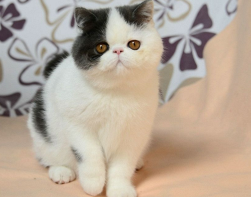 加菲猫屎里面有血， 加菲猫拉屎带血？