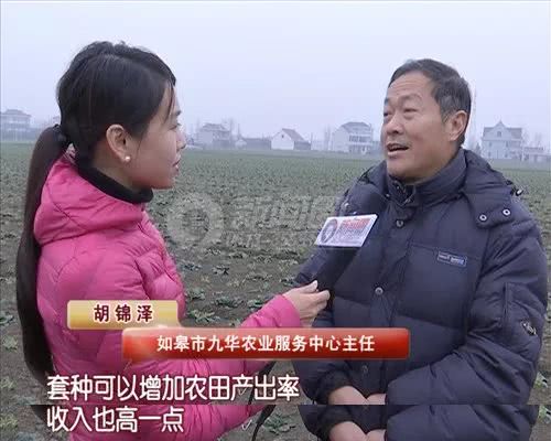 冬天南通人最爱吃的黑塌菜，根源在这里！