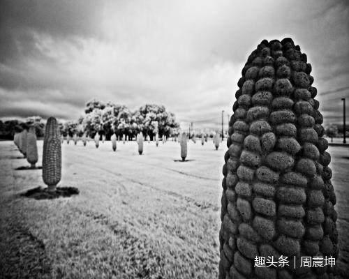 明朝皇帝引进美洲玉米解决饥荒问题