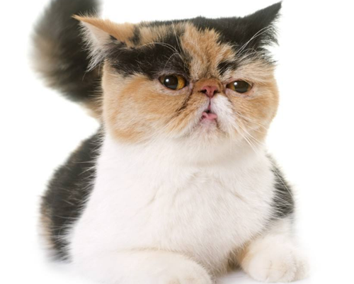 加菲猫屎里面有血， 加菲猫拉屎带血？