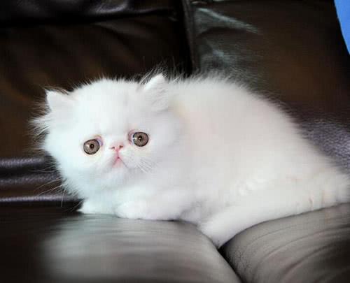 盘点最漂亮可爱的十个猫咪品种，你家猫是哪一种？！