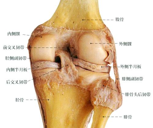 这种食物竟有如此神奇的功效,可以预防半月板一切问题!真实!