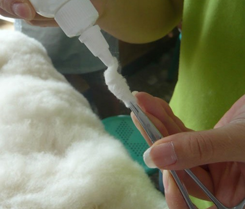 猫耳屎堵塞怎么化,耳屎堵住猫耳朵怎么办