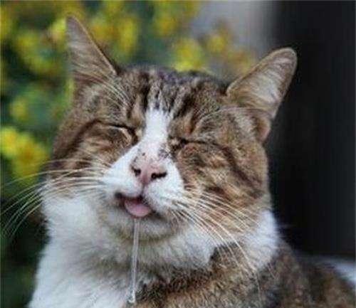 猫咪生病时的警讯（二）