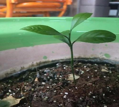 平时吃柠檬,籽可千万不要扔,丢到花盆里,来年还