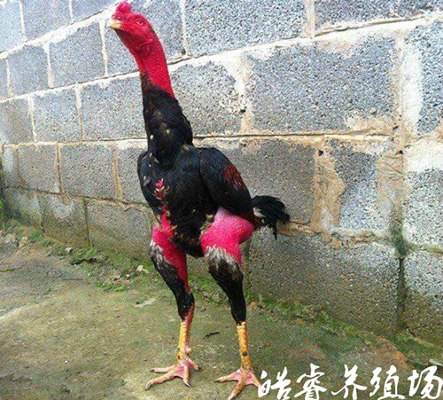 据高场长介绍,斗鸡肉在市场售价为16～18元/斤,斗鸡蛋售价是2～3元/枚