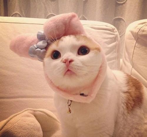 cfa猫赛2020排名_狗厂首届「猫咪C位争霸赛」完整排名来啦!