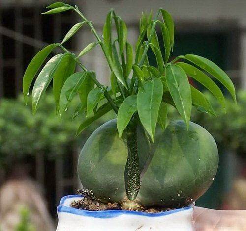 这种植物种子泡水里就发芽,能活60年,长得像元