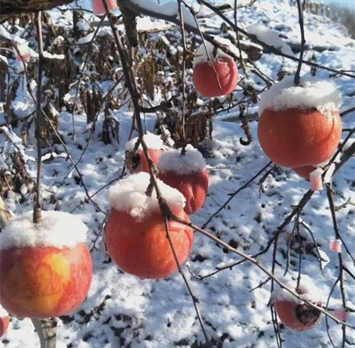 一场大雪过后,苹果受冻了,果农却高兴了!
