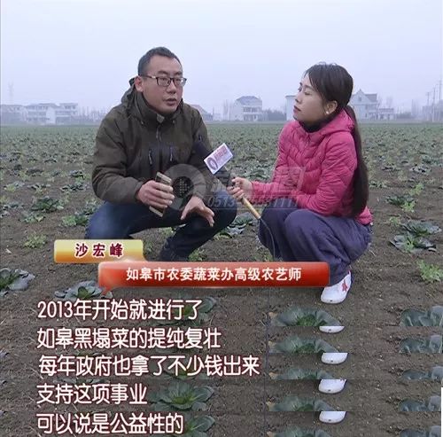 冬天南通人最爱吃的黑塌菜，根源在这里！