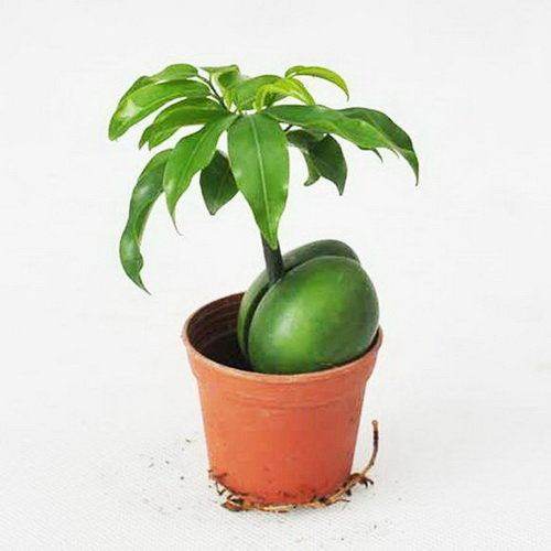 这种植物种子泡水里就发芽,能活60年,长得像元