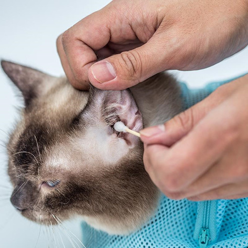 猫耳屎堵塞怎么化,耳屎堵住猫耳朵怎么办