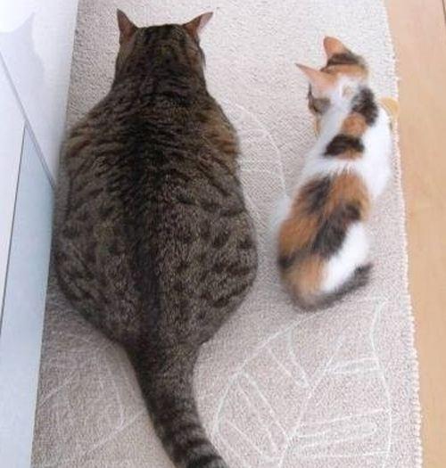 所以呢,后果就是宠主越来越瘦,猫猫狗狗越来越胖,有一些甚至胖到了走
