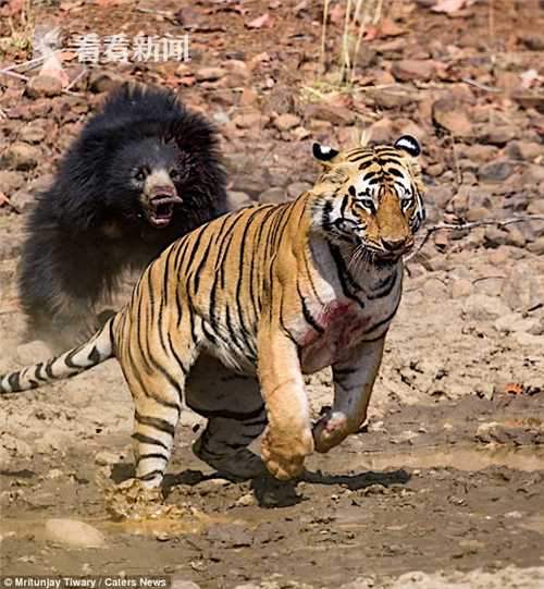 视频|老虎和狗熊打架缠斗 数回合老虎落荒而逃