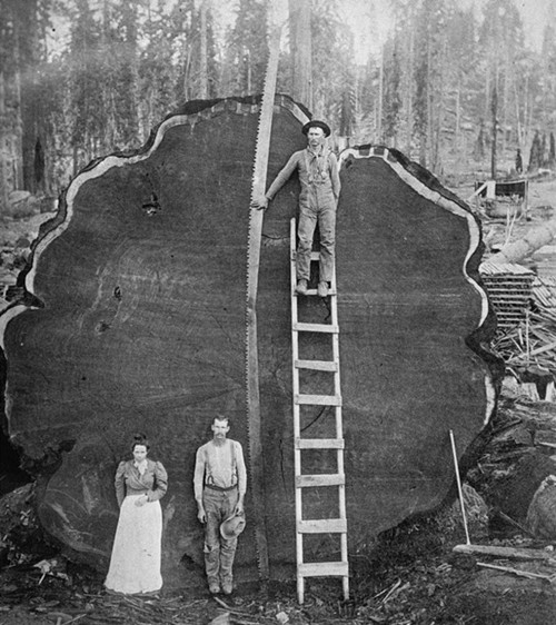 被誉为总统树的世界最高树,竟有如此惊人的特