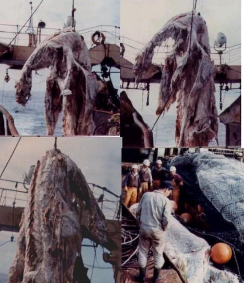 1977年日本打捞海怪事件全面解析 真相解开