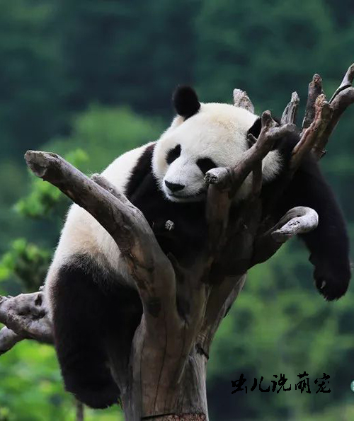 不要以为胖嘟嘟的大熊猫动作很缓慢,其实它们