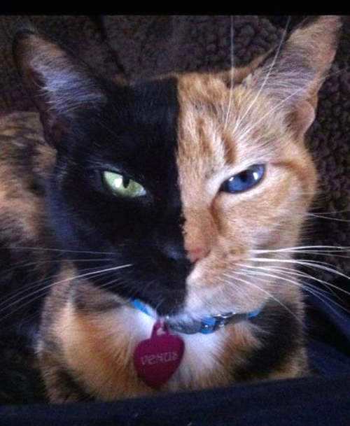 猫混的比人好，美国猫有“阴阳脸”和“阴阳眼” ，粉丝过百万