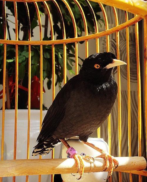 想让八哥说话就一定要把它的舌头给剪掉吗?