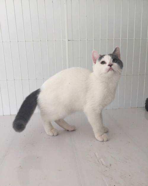 告别忽悠，教你怎么识别常见的英国短毛猫