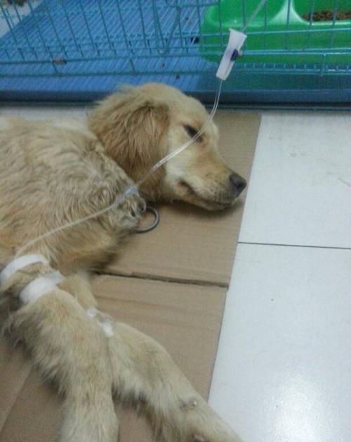 狗狗打针时候的表情你还真的没见过!